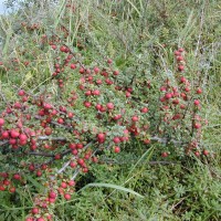 Cotoneaster